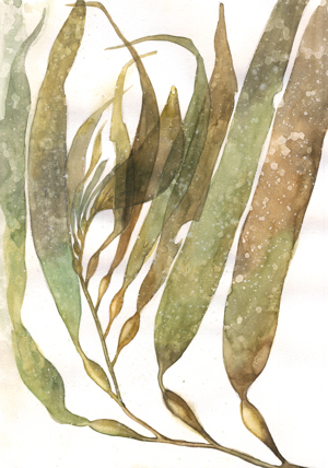 Watercolor Sea Kelp I