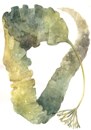Watercolor Sea Kelp III