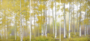 Utah Aspens in Fog