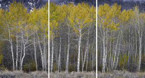 East Fork Aspens 2