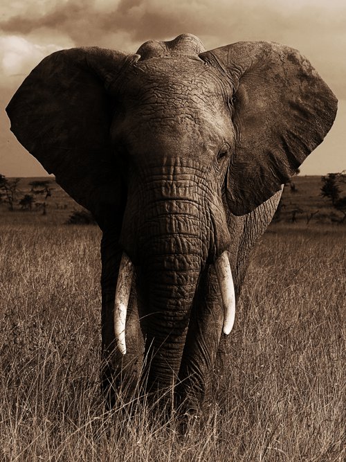 African Animals Series, Elephant A by GI ArtLab