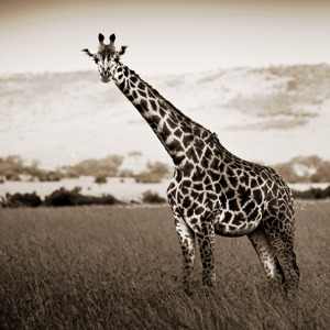 African Animals Series, Giraffe A