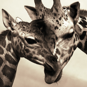 African Animals Series, Giraffe B