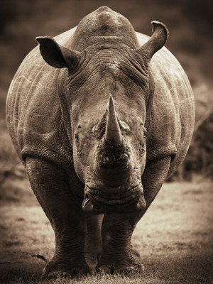 African Animals Series, Rhino C