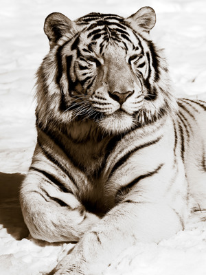 African Animals Series, Tiger A