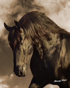 Black Stallion