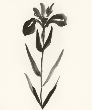 February: Iris