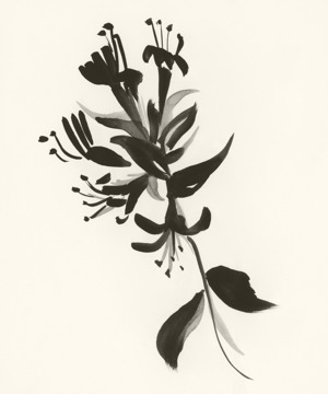 June: Honeysuckle