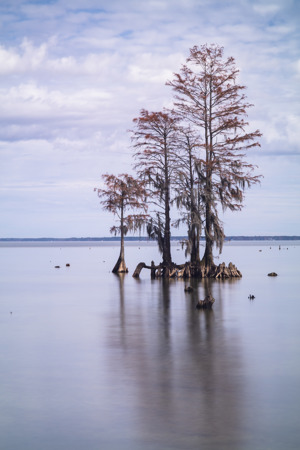 Sacred Cypress
