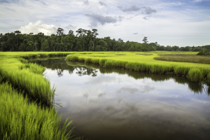 Tidal Marsh