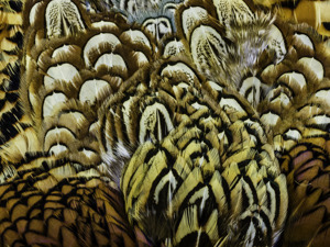Feathers #2