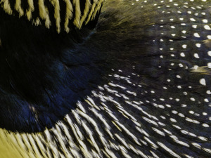 Feathers #8