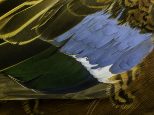 Feathers #9
