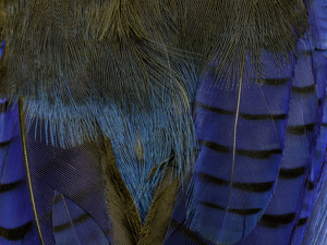 Feathers #11