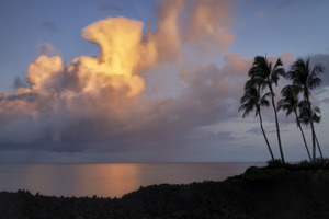 Clouds and Palm Trees 1