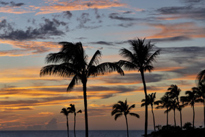 Sunset and Palm Trees