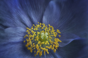 Blue Himalayan Poppy