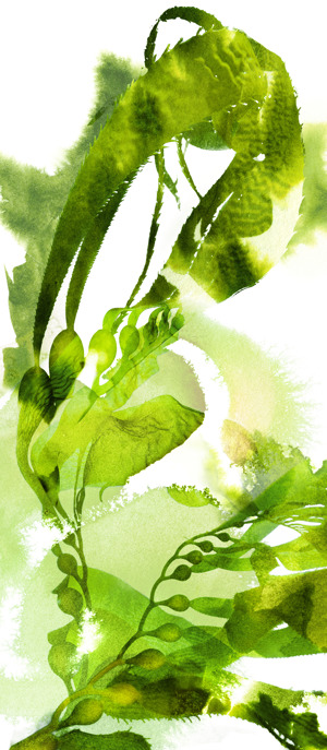 Watercolor Botanicals 1