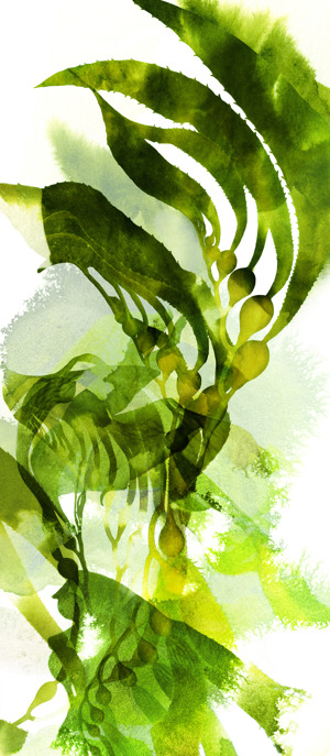 Watercolor Botanicals 2