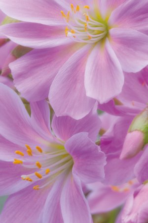 Lewisia I