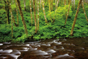 Forest Stream IV