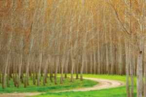Poplar Trees and Road