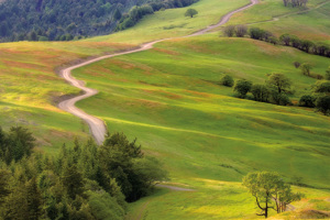 Bald Hills Redwoods National Park