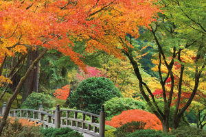 Japanese Garden I