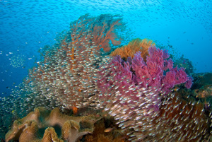Soft Corals and Glassfish