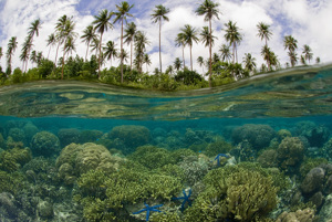 Reef Scenic Split Image
