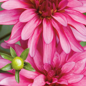 Pink Dahlia