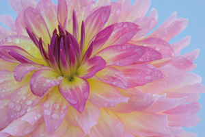 Dew Covered Dahlia