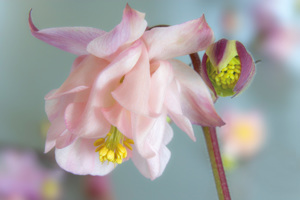 Columbine Blossom