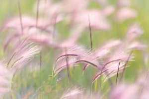 Grass Seedheads 1