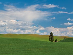 Spring in the Palouse