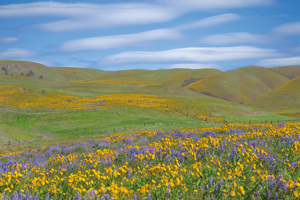 Balsamroot and Lupine