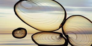 Sunset Circles 2