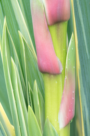Yucca 3