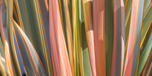 Flax Grass Panel 2