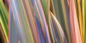 Flax Grass Panel 1