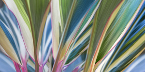 Colored Grasses Panel