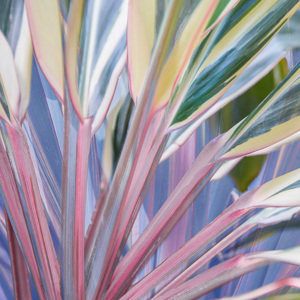 Colored Grasses 2