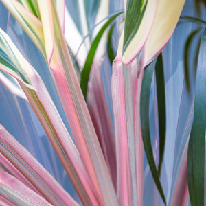 Colored Grasses 1