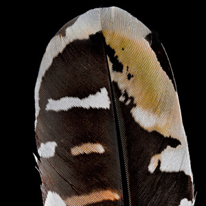 Feather 11
