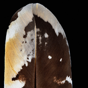 Feather 10