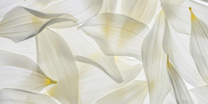 Petal Mosaic 1