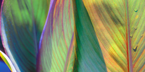 Leaf Pattern 5