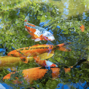 Koi Pond 3