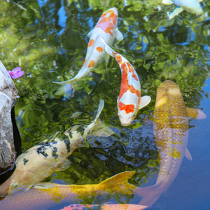 Koi Pond 2