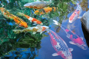 Koi Pond 1